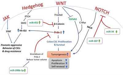 Regulation of Hedgehog Signaling by miRNAs and Nanoformulations: A Possible Therapeutic Solution for Colorectal Cancer